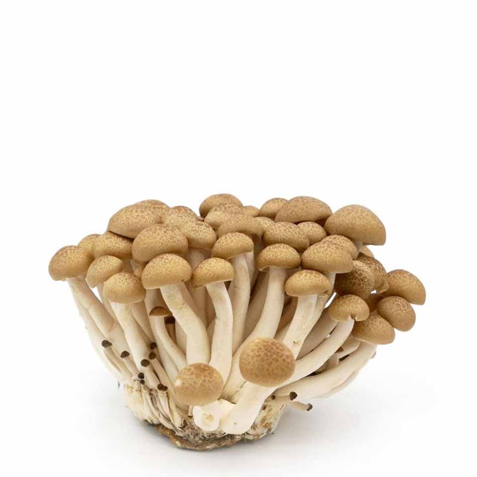 ΜΑΝΙΤΑΡΙΑ SHIMENJI ΛΕΥΚΟ ΕΙΣΑΓΩΓΗΣ 150GR